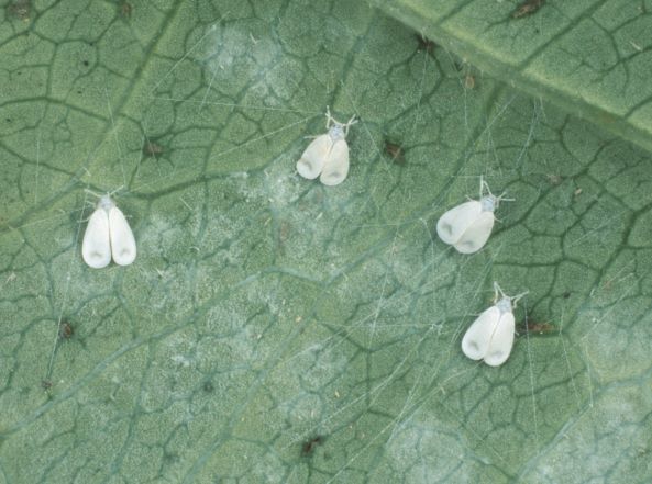 Tarsonemid mite can be carried by whitefly and possibly other pests